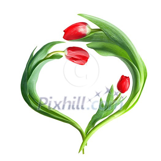 heart from red tulips isolated on white