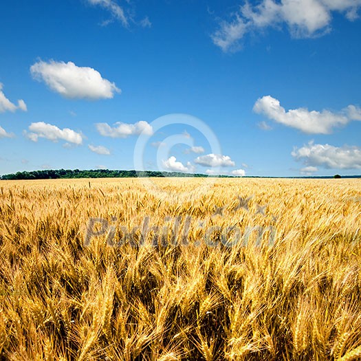 yellow wheat field against blue sky and clouds