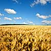 yellow wheat field against blue sky and clouds