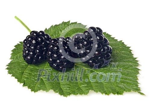 blackberry on green leaf isolated on white