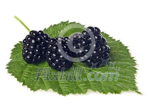 blackberry on green leaf isolated on white blackberry on green leaf isolated on white