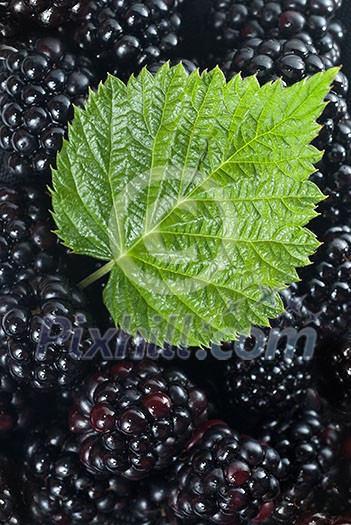 blackberry with green leaf
