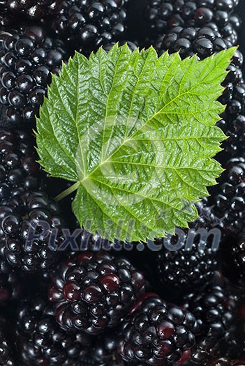 blackberry with green leaf blackberry with green leaf