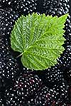 blackberry with green leaf