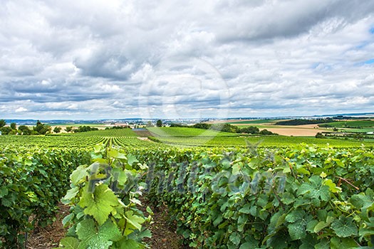 Vineyard landscape, Montagne de Reims, France Vineyard landscape, Montagne de Reims, France