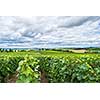 Vineyard landscape, Montagne de Reims, France