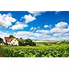 Vineyard landscape, Montagne de Reims, France