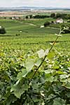 Vineyard landscape, Montagne de Reims, France