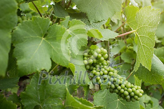 Green grape on vineyard