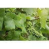 Green grape on vineyard