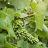 Green grape on vineyard