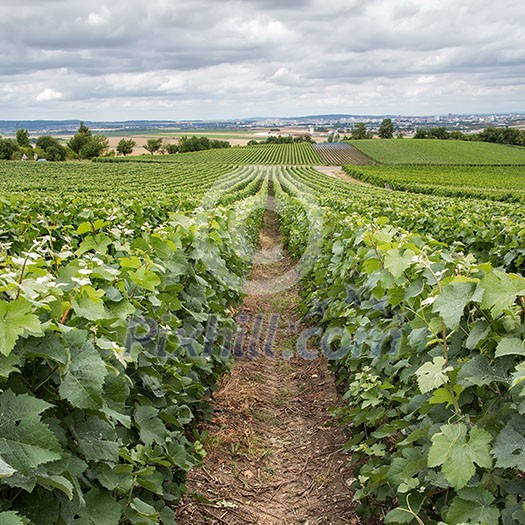 Vineyard landscape, Montagne de Reims, France Vineyard landscape, Montagne de Reims, France