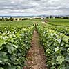 Vineyard landscape, Montagne de Reims, France