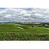 Vineyard landscape, Montagne de Reims, France