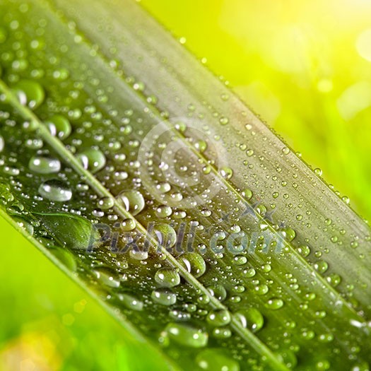 green leaf with water drops on natural sunny background