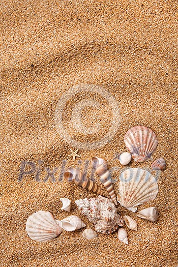 frame from various shells on sand frame from various shells on sand