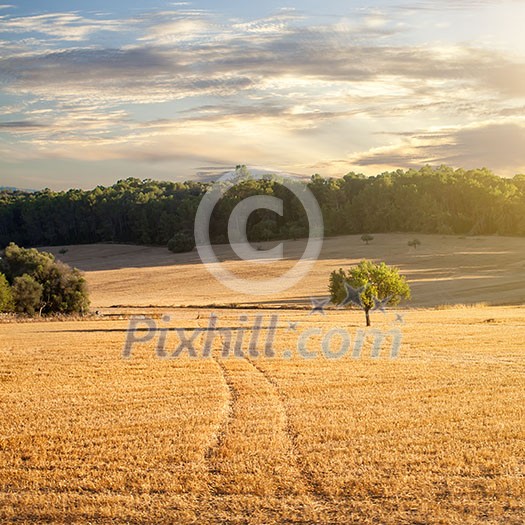 wheat field with road on sunset wheat field with road on sunset