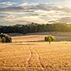 wheat field with road on sunset