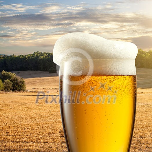 Glass of beer against wheat field and sunset Glass of beer against wheat field and sunset