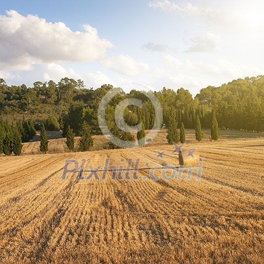 wheat field with haystack on sunset after a harvest wheat field with haystack on sunset after a harvest