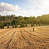 wheat field with haystack on sunset after a harvest