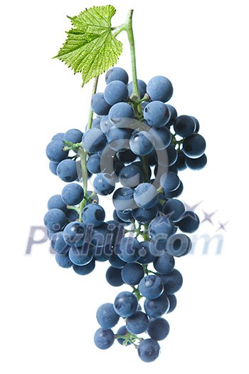 blue grape with green leaf isolated on white 