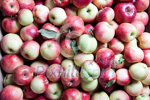 backgound from apples backgound from apples