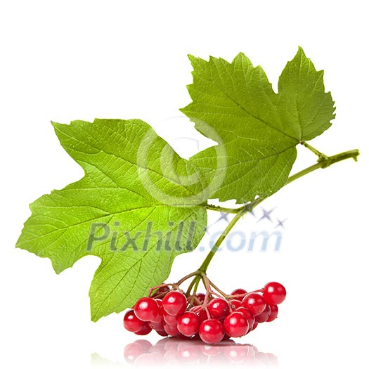 Berries of red Viburnum with leaves isolated on white