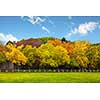 Autumn trees over the blue sky 