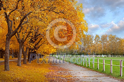 Autumn in a park Autumn in a park