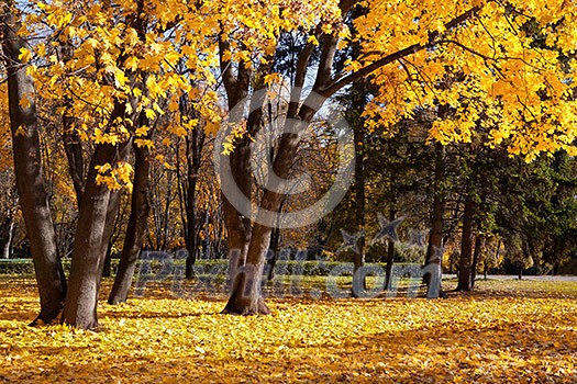 autumn trees in the park autumn trees in the park
