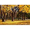 autumn trees in the park