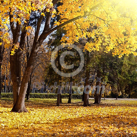 autumn trees in the park autumn trees in the park