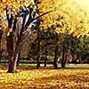 autumn trees in the park