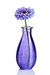 Blue flower in vase isolated on white