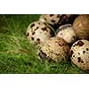 Quail eggs on grass.