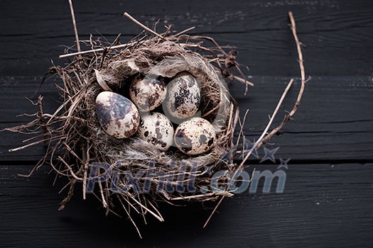 Quail eggs in a nest on wooden board