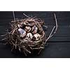 Quail eggs in a nest on wooden board