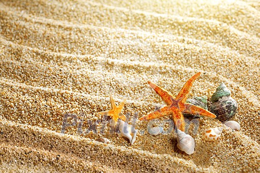 sea shells on the sand sea shells on the sand