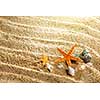 sea shells on the sand
