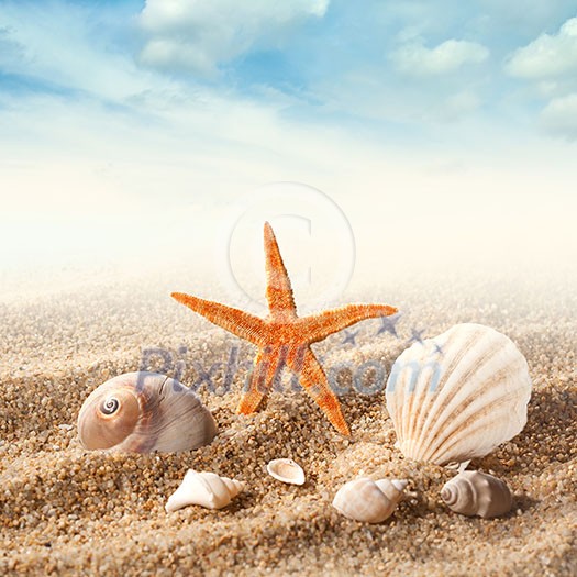 Sea shells on the sand against blue sky