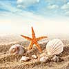 Sea shells on the sand against blue sky