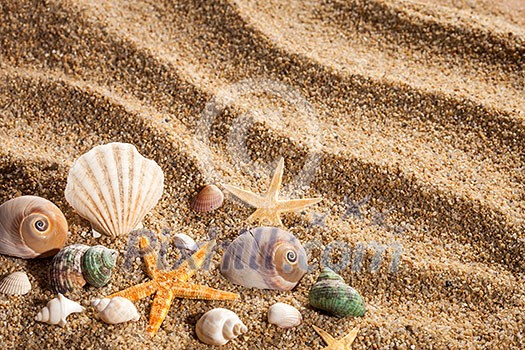 Sea shells on the sand Sea shells on the sand