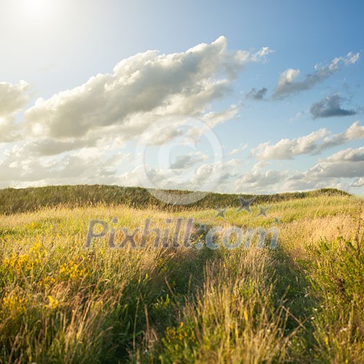 Field of gold wheat under blue sky and clouds