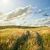 Field of gold wheat under blue sky and clouds