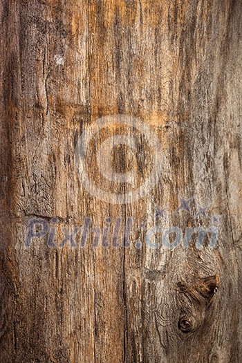 wood texture wood texture