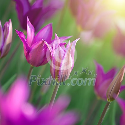 Close up photo of pink tulips with sun beam