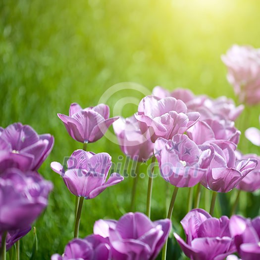 Close up photo of pink tulips with sun beam