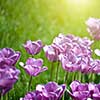 Close up photo of pink tulips with sun beam