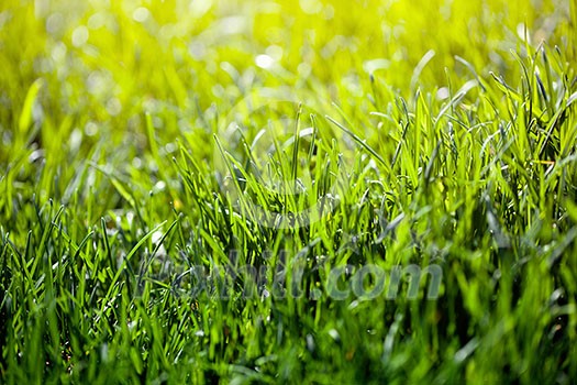green grass background green grass background